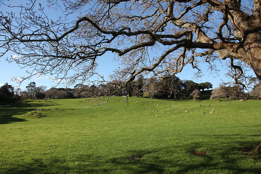 Cornwall Park, Auckland, New Zealand, landscape, wilderness, HD wallpaper