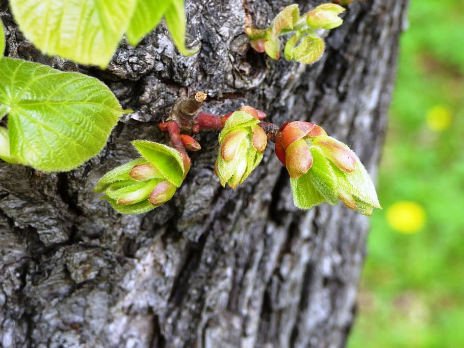 the buds, nature, spring, blooms, green, young, plant, blooming HD wallpaper