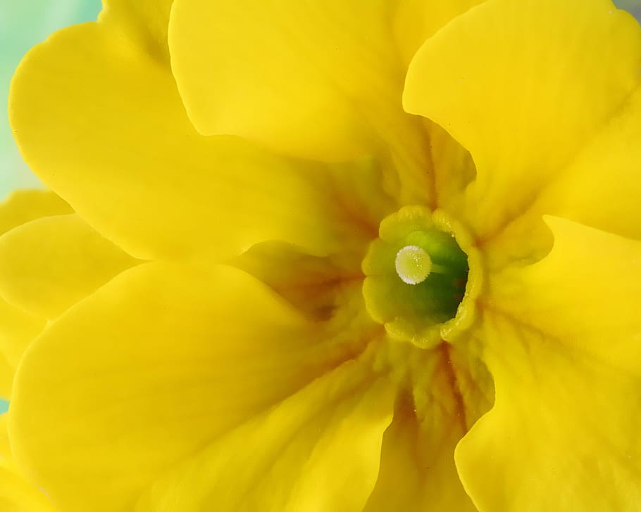 Primrose, Spring, Bloom, flowering, yellow, outdoor, fresh HD wallpaper
