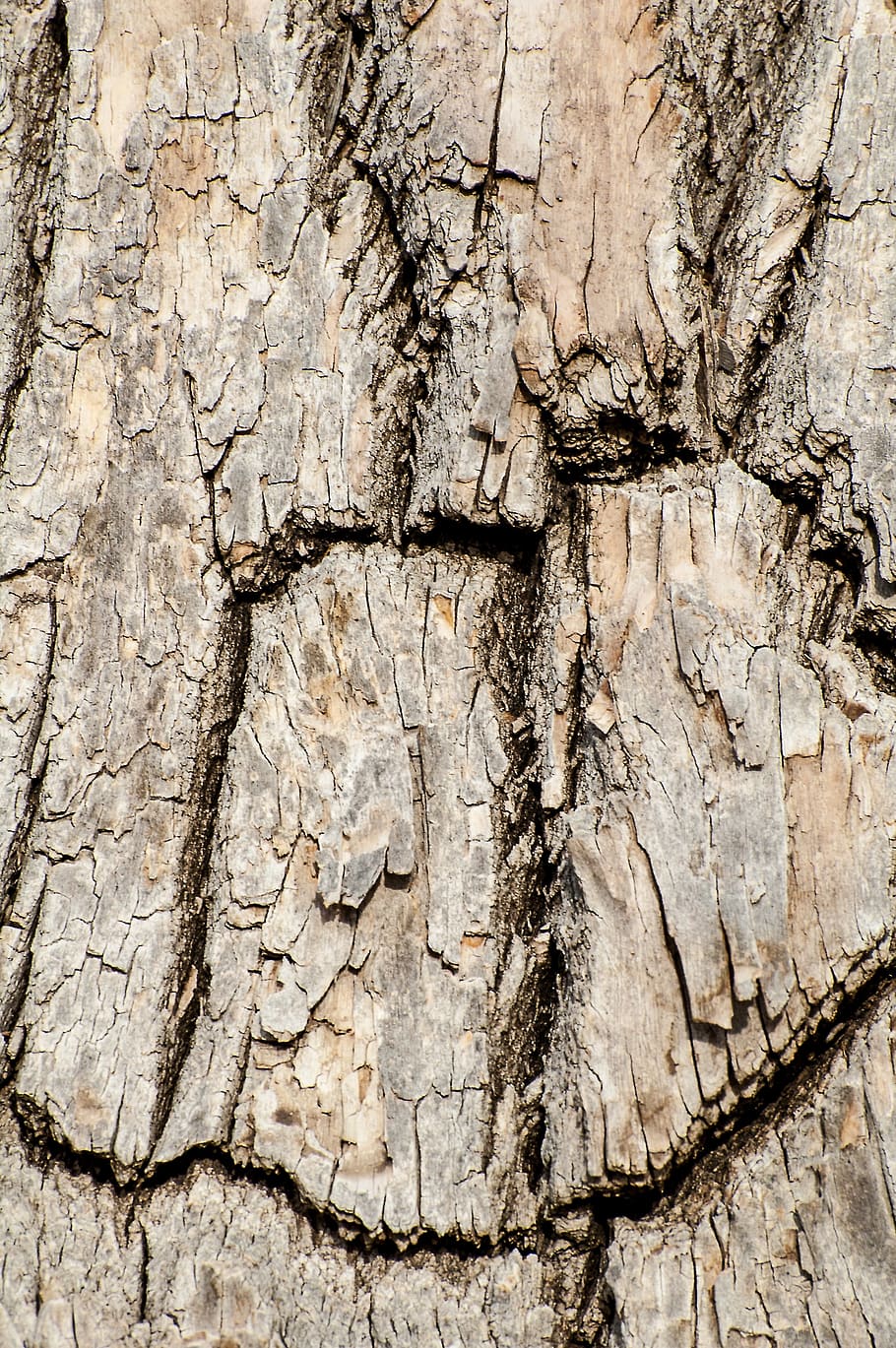 tree bark, wood, cracked, nature, natural, weathered, gray HD wallpaper