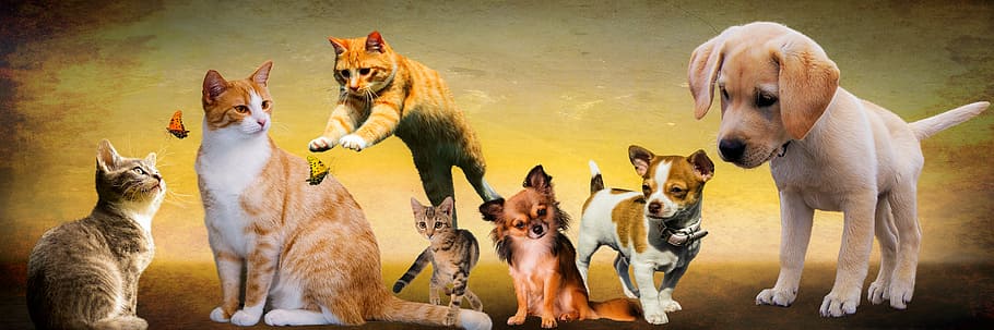 white and brown cats and dogs illustrations, animals, play, young animals