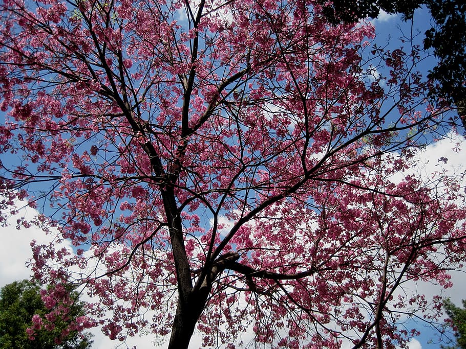 Tree, Pink, Flowers, Covered, Spring, fresh, pretty, blue sky HD wallpaper