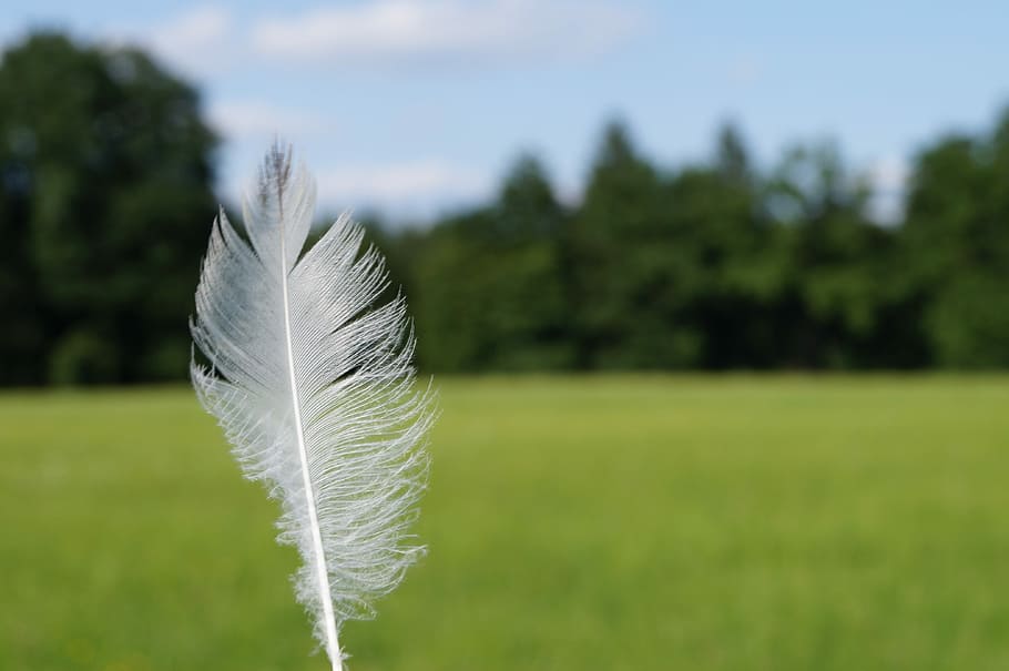 Spring, Lightweight, Down, Ease, slightly, featherweight, light-weight HD wallpaper