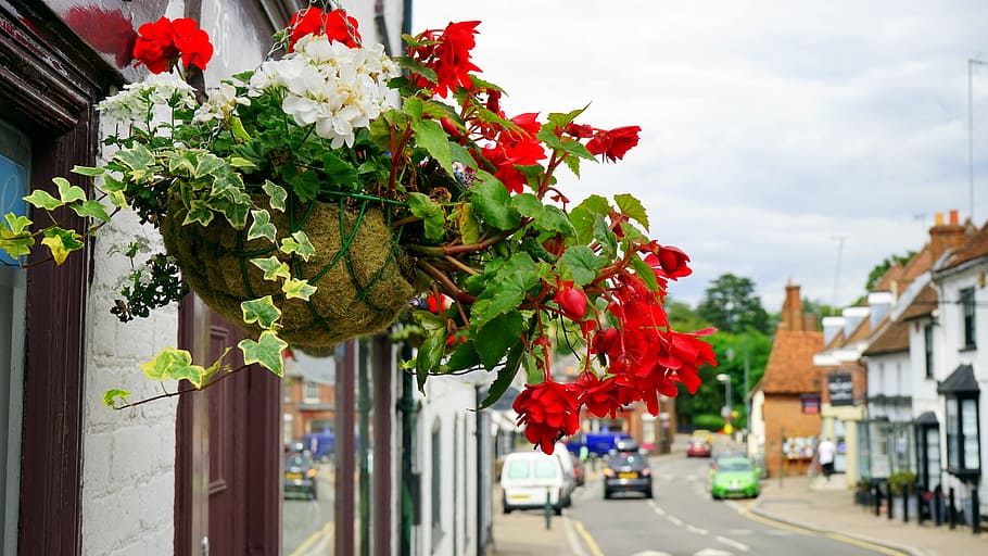 cars, nature, houses, red, architecture, beautiful, bloom, blooming HD wallpaper