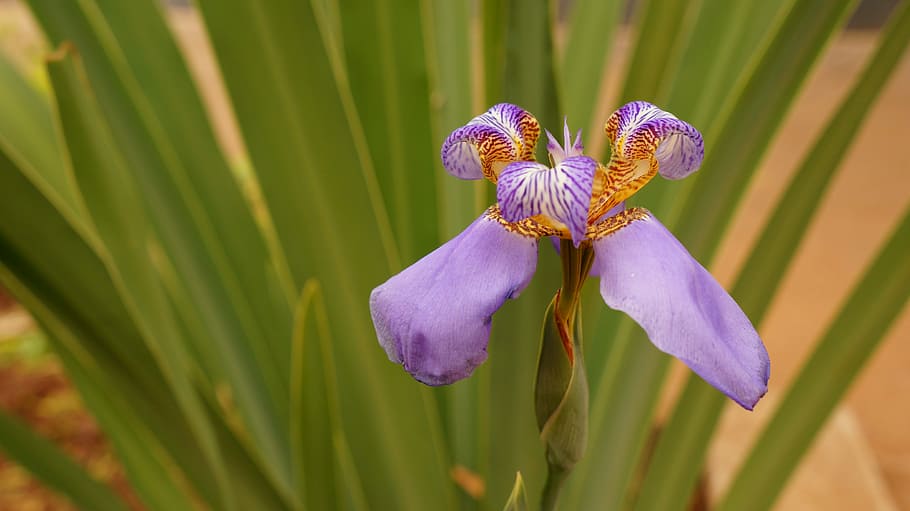 Flower, Plant, Spring, orquidea, fragility, growth, nature HD wallpaper
