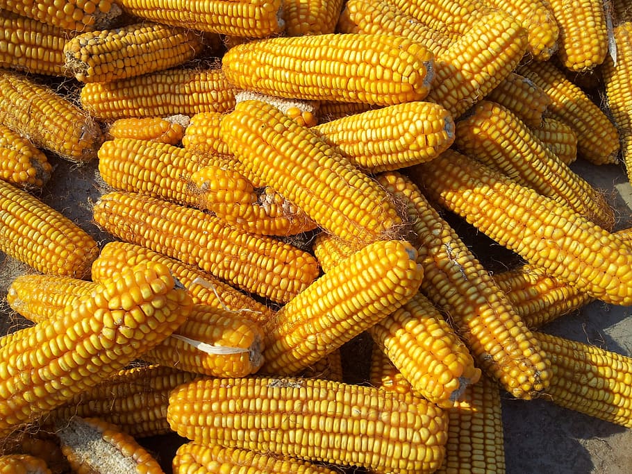 yellow corn lot, grains, harvest, fall, food, healthy, vegetarian HD wallpaper