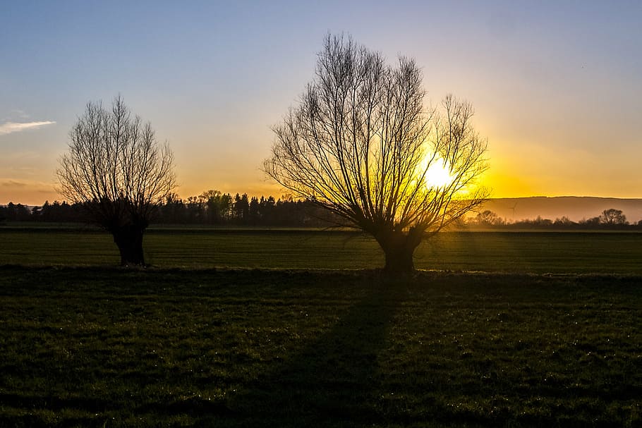 sunset, twilight, landscape, nature, sky, tree, plant, tranquil scene HD wallpaper