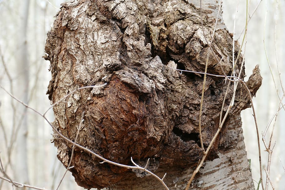 tree, knot, proliferation, log, strange, nature, forest, tree trunk HD wallpaper