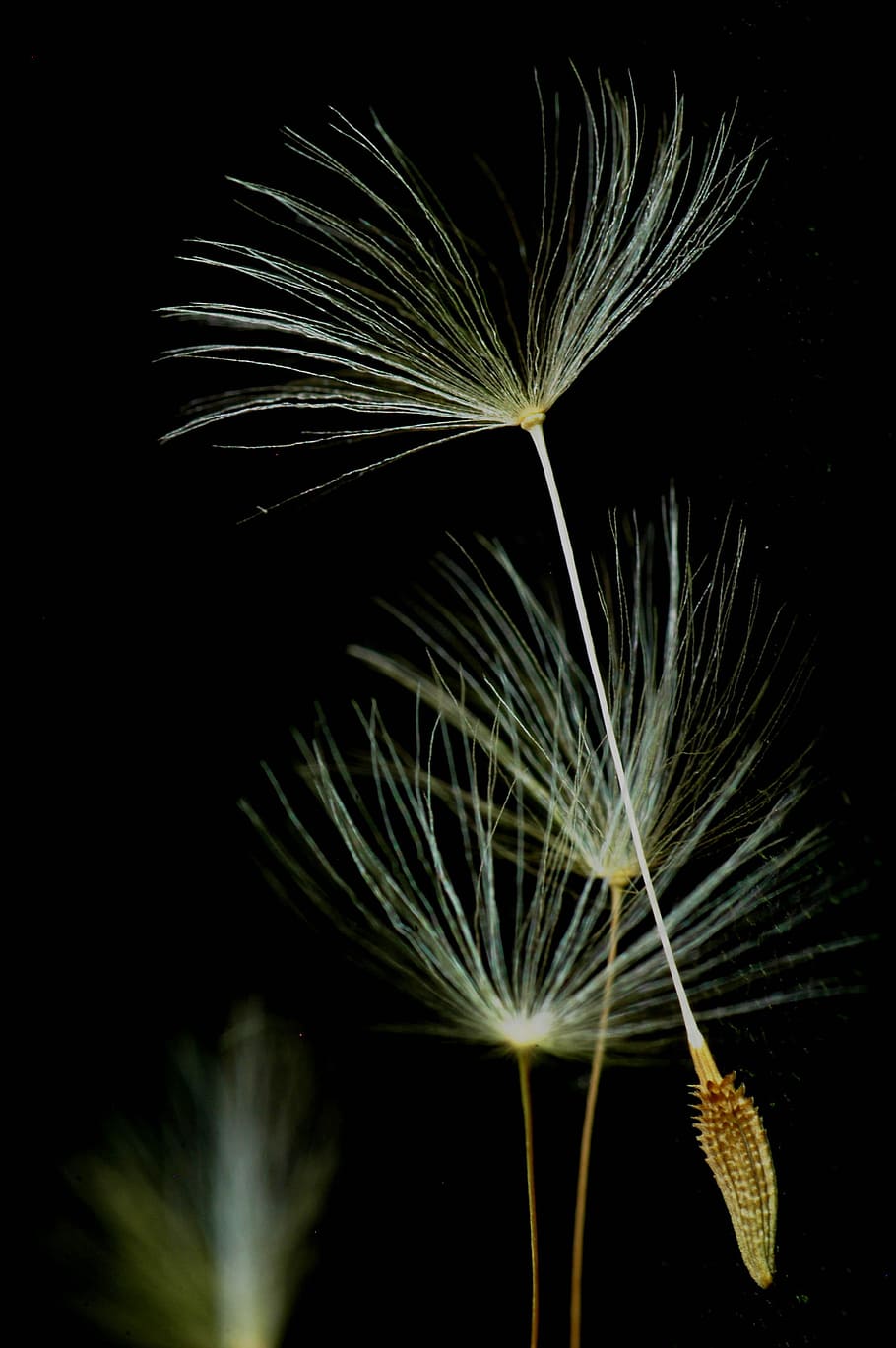 seeds, dandelion, dark, macro, flora, nature, plant, night HD wallpaper