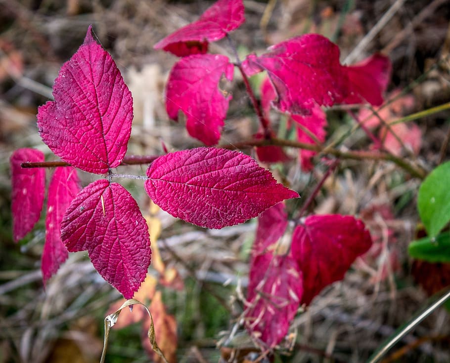 leaf, red, autumn, fall, nature, season, bright, tree, plant HD wallpaper