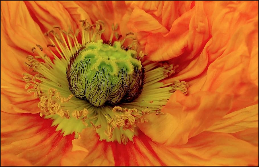 macro photo of orange poppy flower, blossom, bloom, garden HD wallpaper