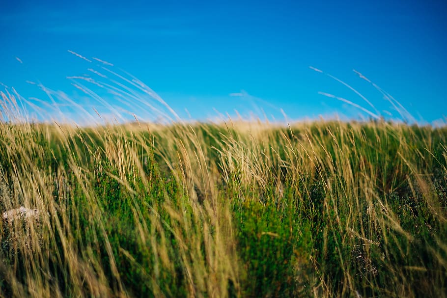 trees, field, plants, blue, sky, sunshine, nature, land, landscape HD wallpaper