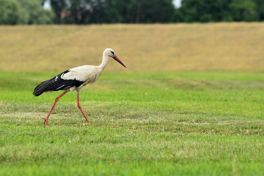stork, bird, foraging, meadow, nature, adebar, animals in the wild HD wallpaper