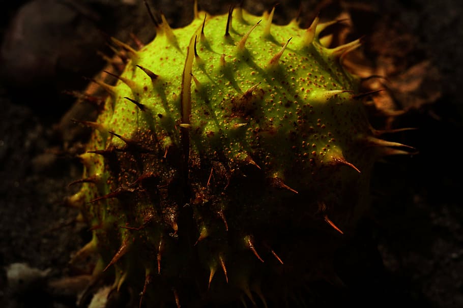 chestnut, autumn, spikes, tree, seasons of the year, spacer HD wallpaper