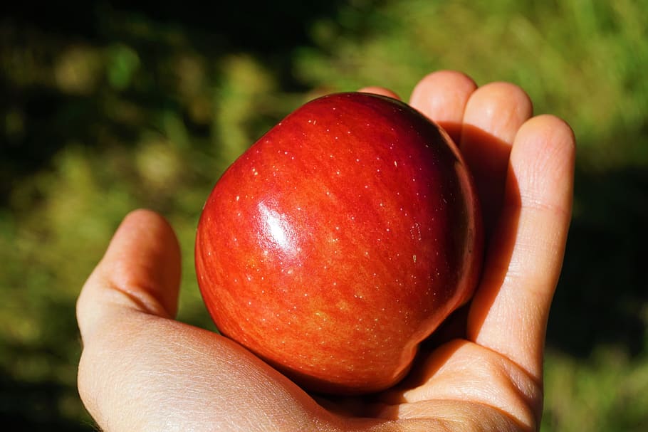 apple, hand, red, autumn, human hand, healthy eating, human body part HD wallpaper
