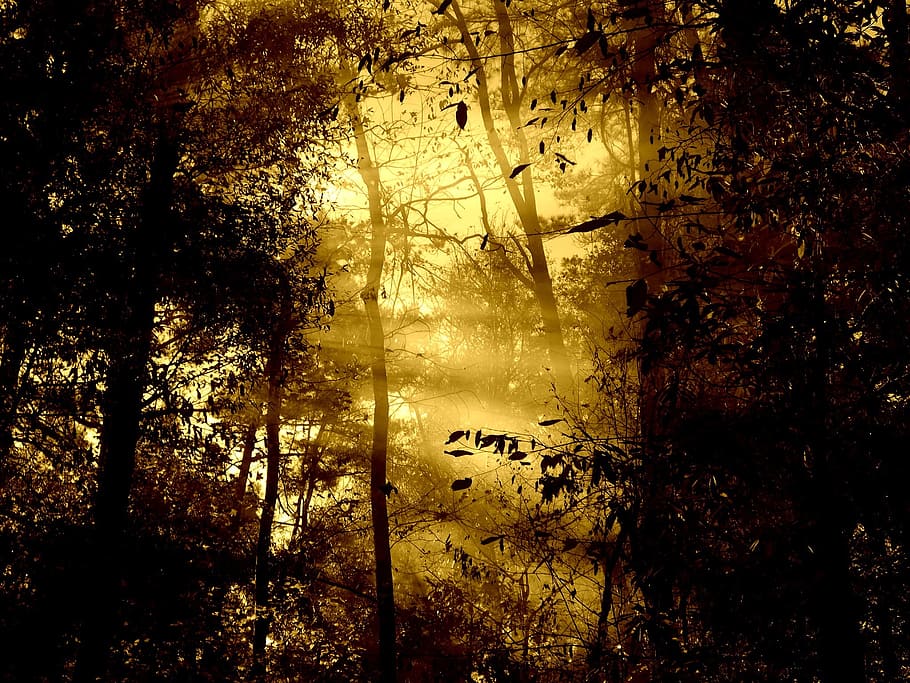 sun rays passing through trees, morning, fog, morning light, nature, HD wallpaper