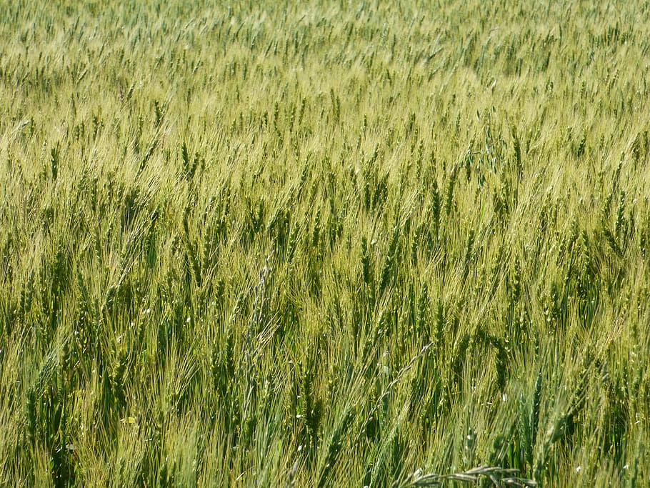 wheat, green, cereal, spikes, grass, backgrounds, agriculture HD wallpaper