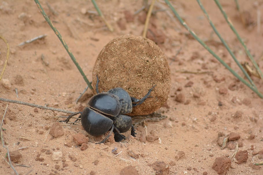 nature, sand, desert, ground, soil, animal, wildlife, outdoors HD wallpaper
