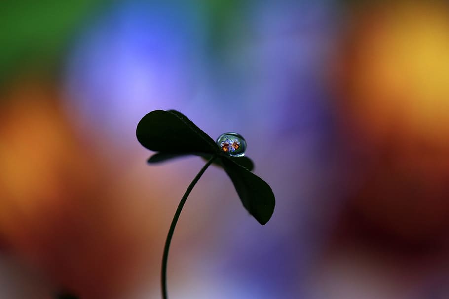 close-up photo of dew drop on plant, macro, clover, reflection HD wallpaper