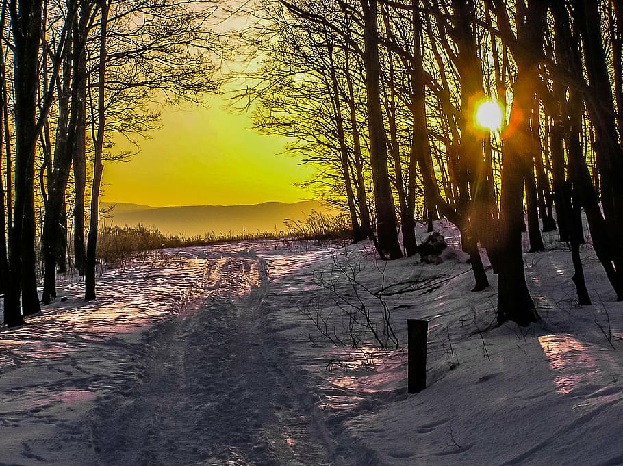 sunset, nature, country, tree, plant, sky, beauty in nature HD wallpaper