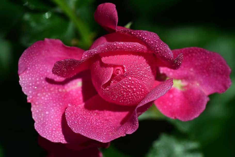 pink petaled flower with dew, rose, pink rose, rose bloom, blossom, HD wallpaper