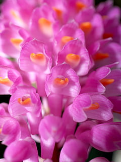 orchid, flower, bright, violet, flora, growth, decoration, bud HD wallpaper