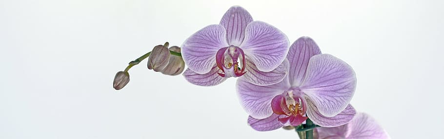 purple-and-red moth orchid flowers, blossom, bloom, bud, tropical HD wallpaper