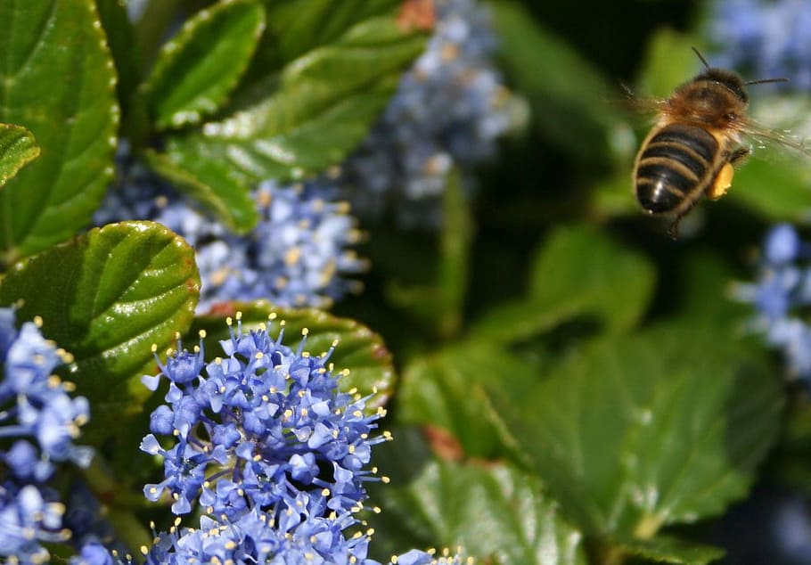 bee, flower, flowers, fly, flying, insect, nature, plant, pollen HD wallpaper