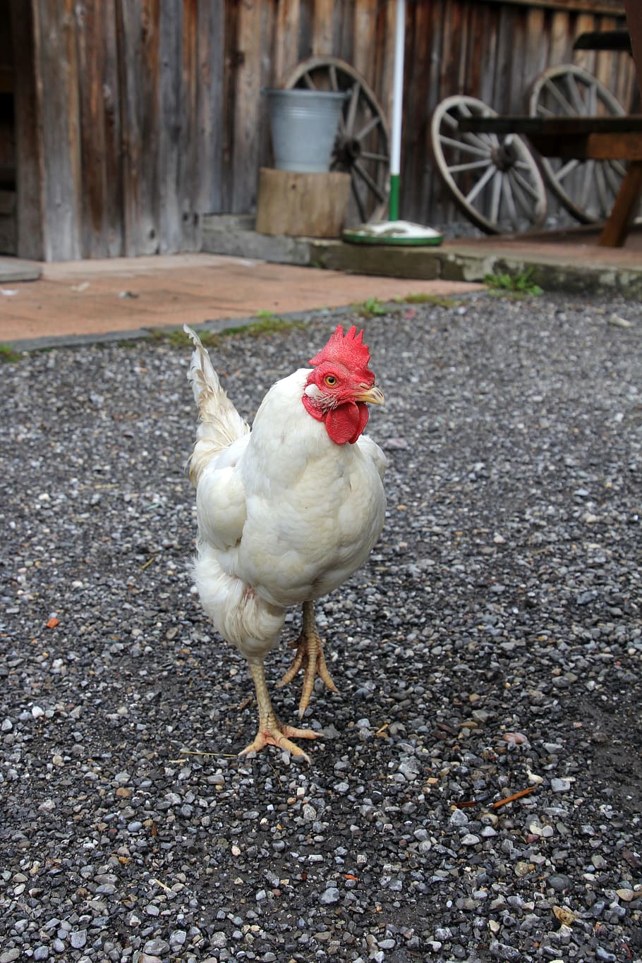 chicken, hahn, chickens, bird, poultry, farm, animal, gockel HD wallpaper