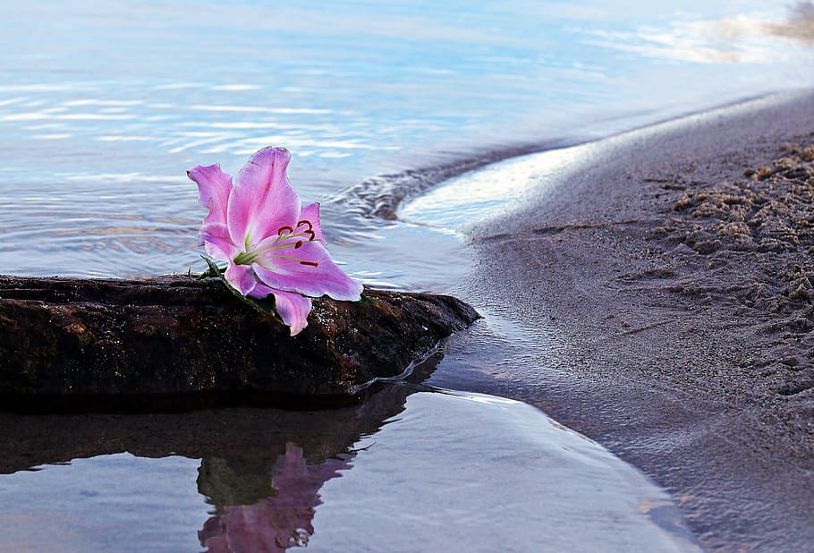 pink petaled flower on seashore during daytime, lily, blossom, HD wallpaper