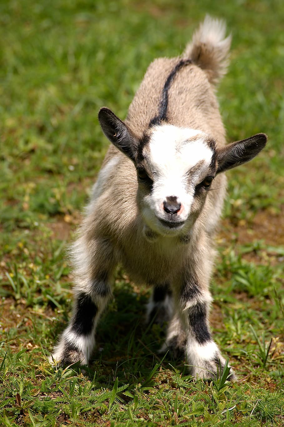 brown and white 4-legs animal, kid, young animal, goat, domestic goat