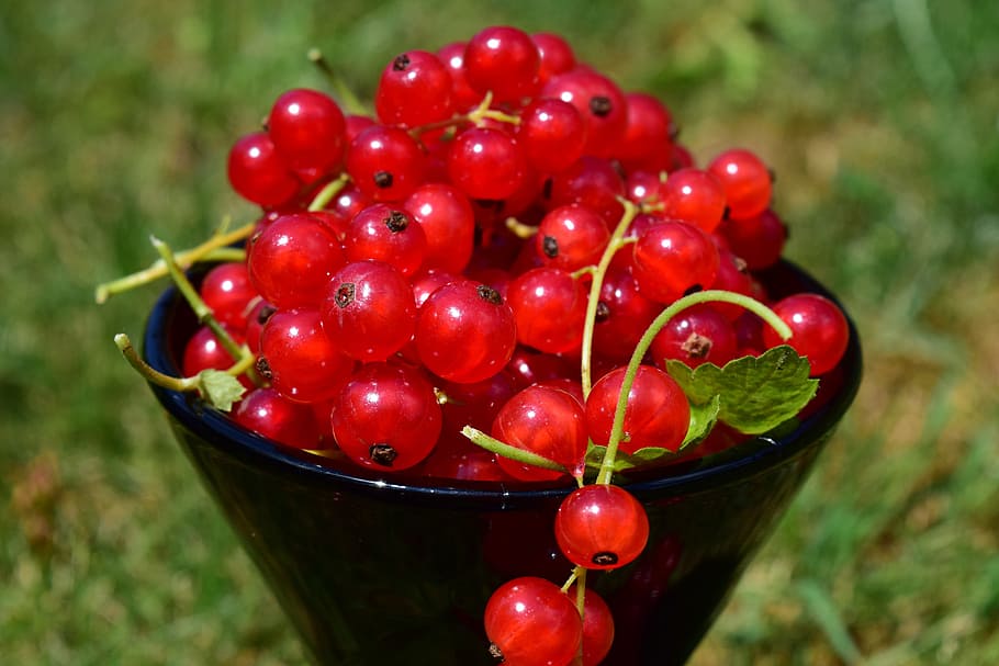 currants, cup, summer, red, close, decoration, fruits, fruits calyx HD wallpaper