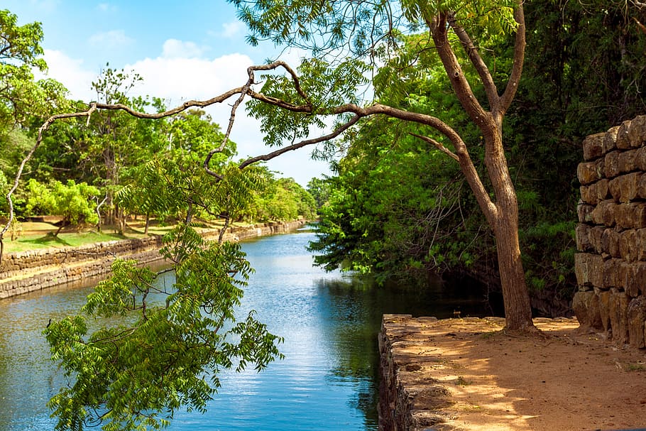 Photo of Green Leaf Tree Beside River, channel, clouds, daylight HD wallpaper