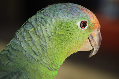macaw, ave, bird, parrot, animal, tropical bird, exotic bird HD wallpaper