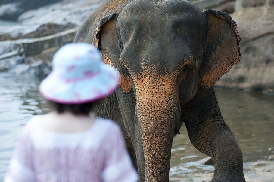 affection, animal, back view, bathing, danger, elephant, love HD wallpaper