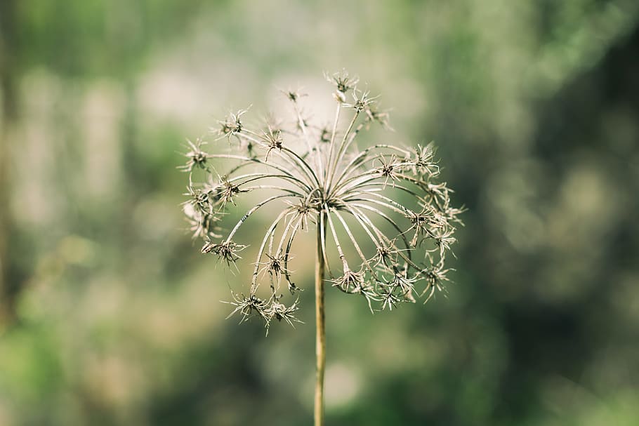 white dandelion flower in closeup photography, shallow focus photography of green flower HD wallpaper