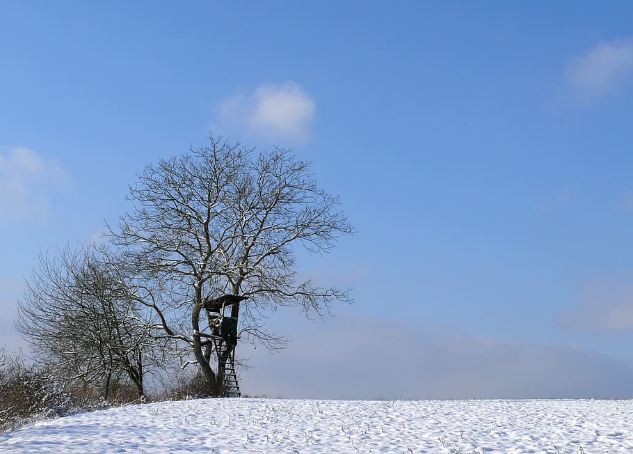 winter, trees, snow, winter trees, wintry, cold, nature, sky HD wallpaper