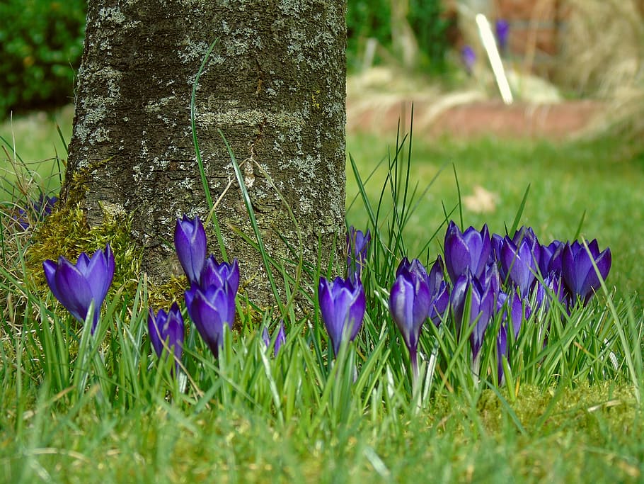 crocus, blue, garden, spring, flower, purple, flowers, spring flower