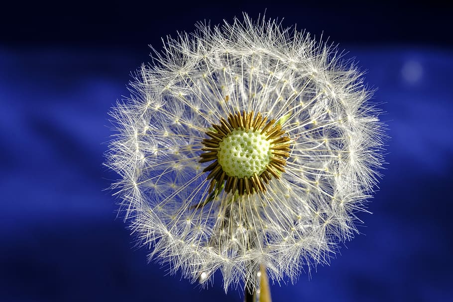 dandelion, blossom, bloom, seeds, dandelion seeds, pointed flower HD wallpaper