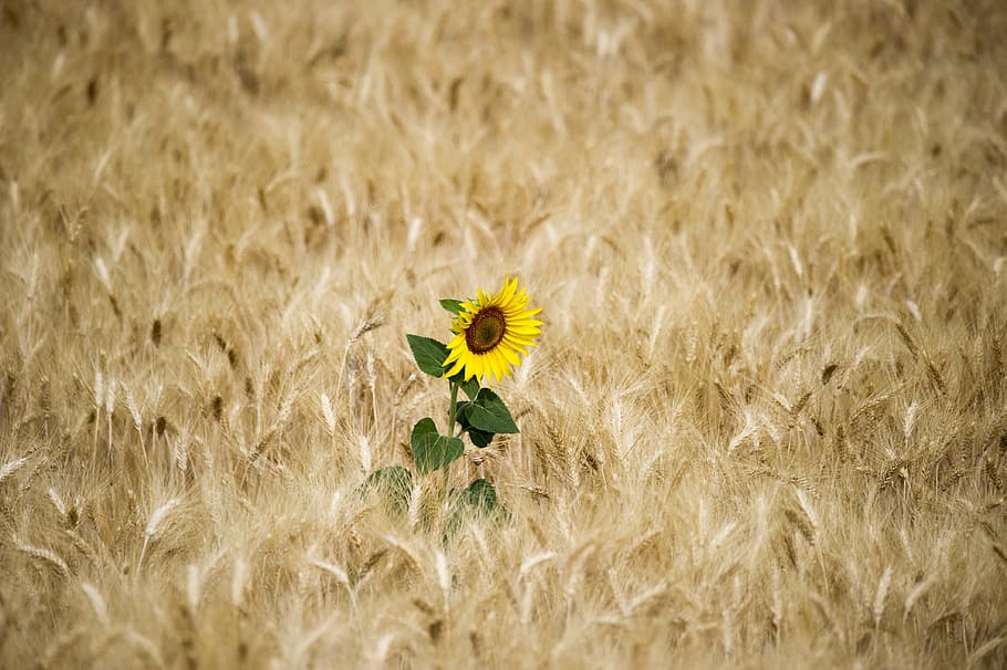 Sunflower, Wheat, nature, yellow, summer, field, meadow, plant HD wallpaper