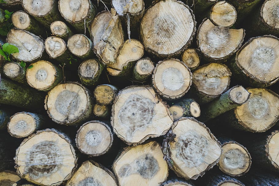 stack of wood log, aerial photo of wood slab, tree trunk, cut down HD wallpaper