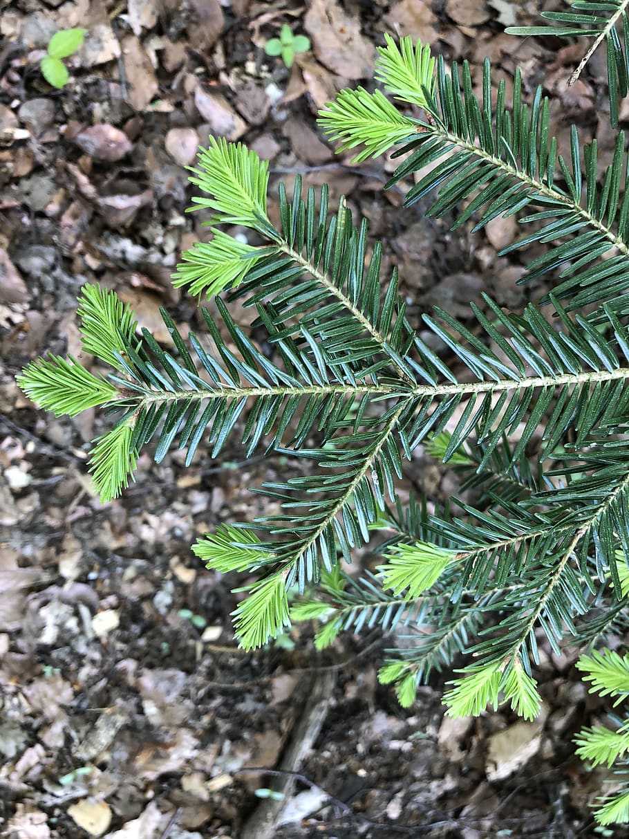 spring, bud, fir tree, growth, green color, plant, leaf, plant part HD wallpaper