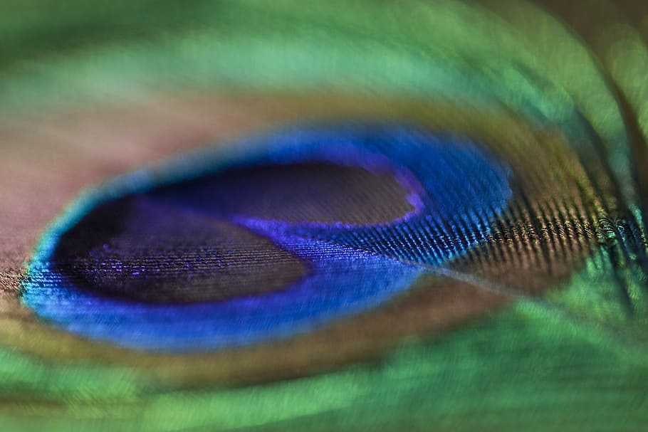 peacock feather, spring, birds, nature, color, selective focus HD wallpaper
