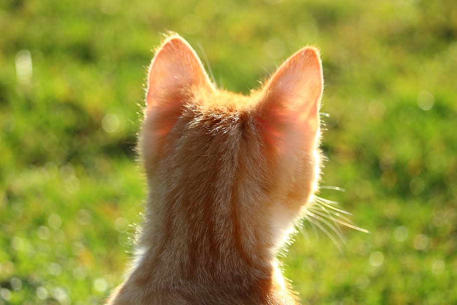close-up photography of orange kitten, cat, red mackerel tabby HD wallpaper