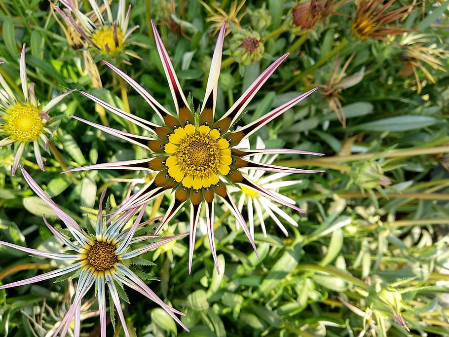 nature, flora, flower, summer, leaf, garden, grass, outdoors HD wallpaper