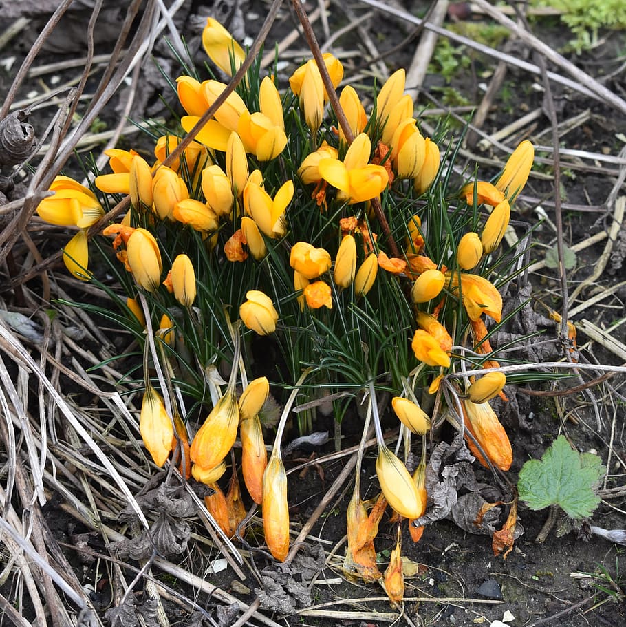 Flower, Crocus, Spring, Yellow, Nature, fragility, growth, outdoors HD wallpaper