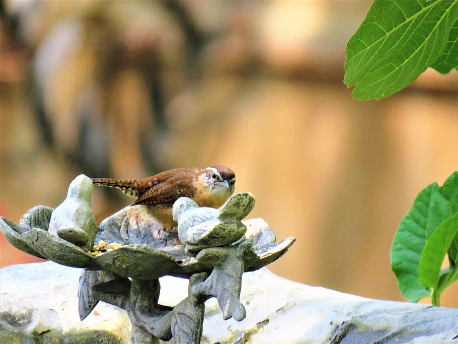 bird, tiny, brown and tan, wildlife, animal themes, animal wildlife HD wallpaper