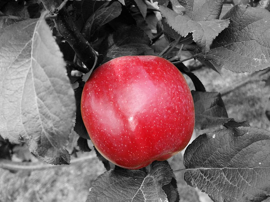 apple, red, fruit, food, healthy, frisch, eat, apple tree, ripe HD wallpaper