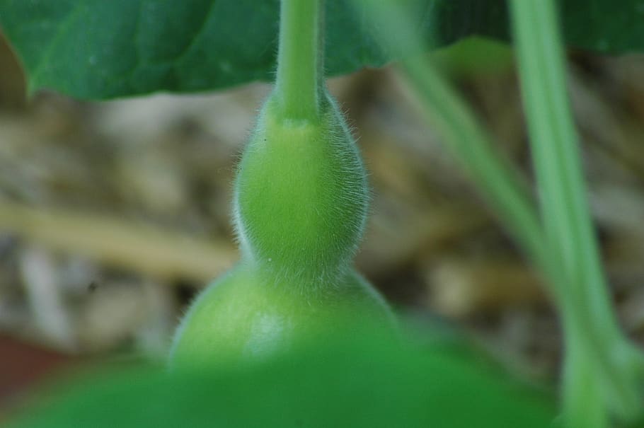 squash gourd, calebasse, green, yard, green color, plant, growth HD wallpaper