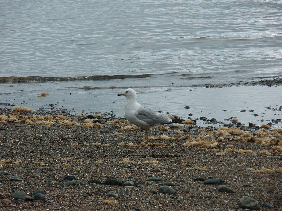 seagull, beach, water, ocean, seashore, sand, coast, bird, nature HD wallpaper